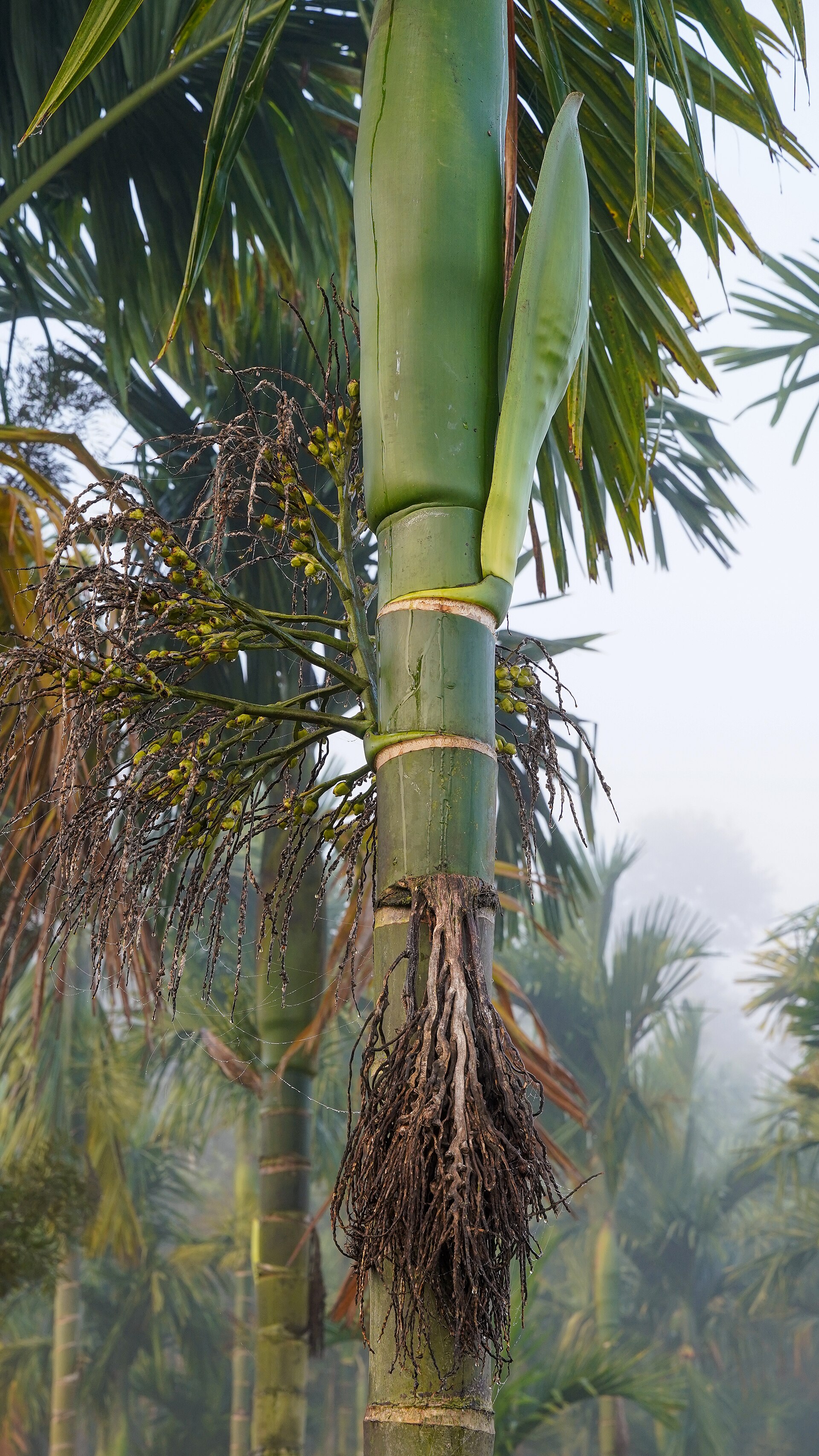 印度 Coorg 的槟榔树，枝头成串的槟榔果与花苞